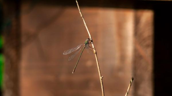 Si ves libélulas volando alrededor de tu casa, esto significa y por qué es positivo - Las libélulas entran en casa atraídas por la luz y la presencia de insectos