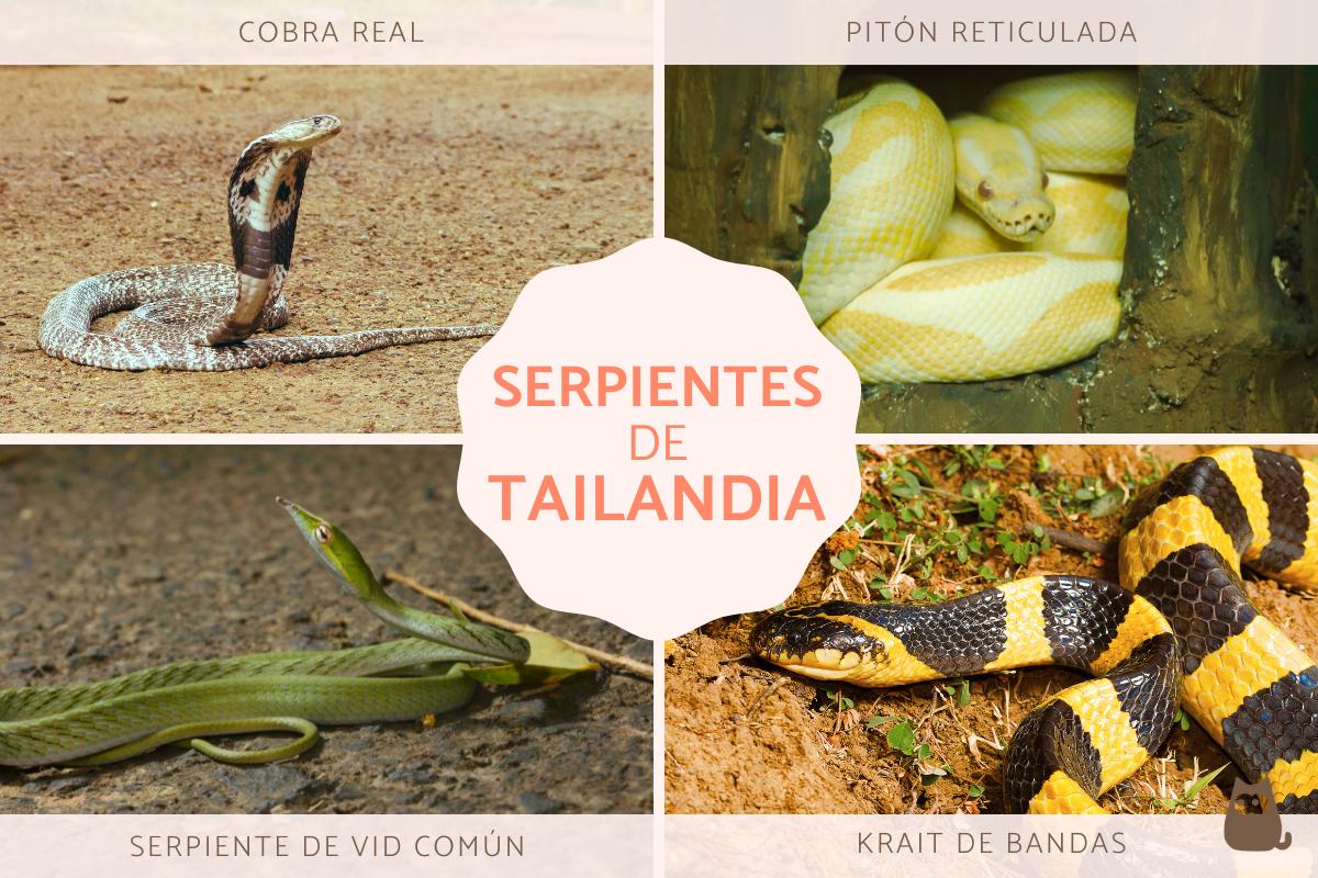 Serpientes de Tailandia