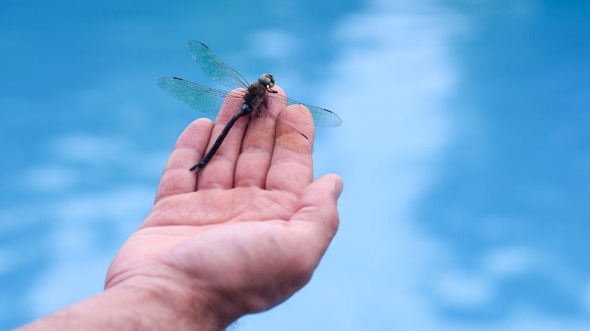 Si ves libélulas volando alrededor de tu casa, esto significa y por qué es positivo