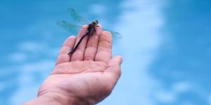 Si ves libélulas volando alrededor de tu casa, esto significa y por qué es positivo