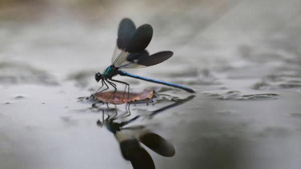 Si ves libélulas volando alrededor de tu casa, esto significa y por qué es positivo - Ver libélulas cerca de casa está relacionado con la calidad del entorno natural