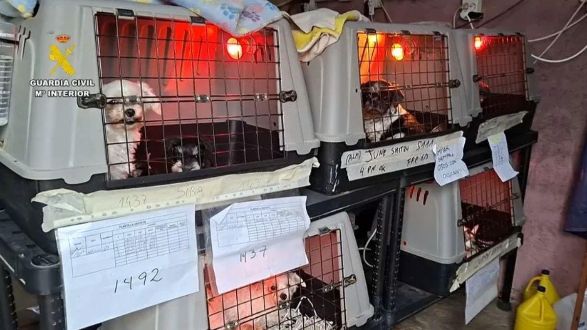 Detenidos cuatro responsables del “criadero de los horrores” de Gijón por grupo criminal y maltrato animal tras el rescate de más de 300 perros