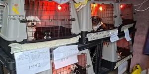 Detenidos cuatro responsables del “criadero de los horrores” de Gijón por grupo criminal y maltrato animal tras el rescate de más de 300 perros