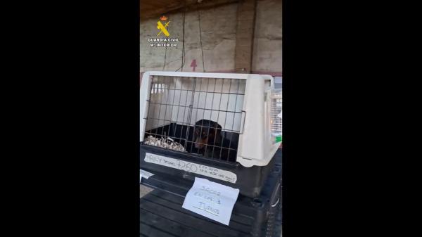 Detenidos cuatro responsables del “criadero de los horrores” de Gijón por grupo criminal y maltrato animal tras el rescate de más de 300 perros - Intervención del SEPRONA, clausura del criadero y detención de cuatro personas