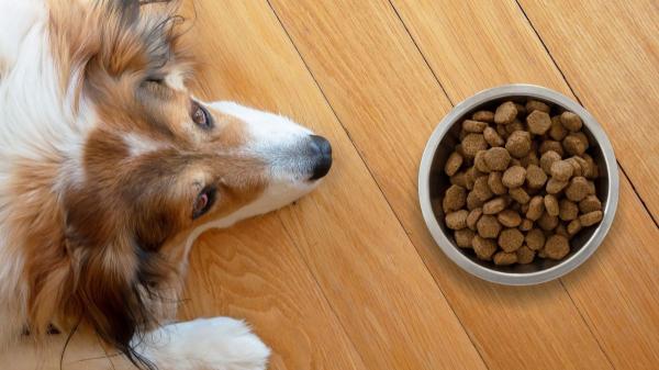 Trucos para que mi perro coma pienso - Por qué algunos perros dejan de comer pienso (y cómo podemos solucionarlo)