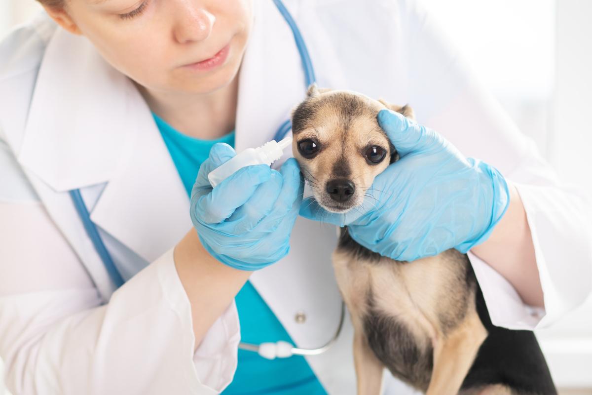 ¿Se puede morir un perro por otitis?