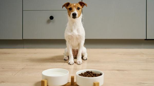 Trucos para que mi perro coma pienso - Trucos para animar a tu perro a comer pienso