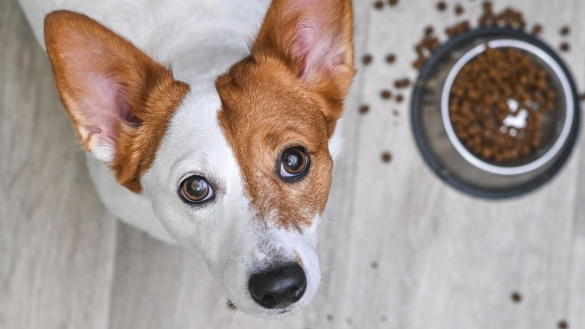 Trucos para que mi perro coma pienso