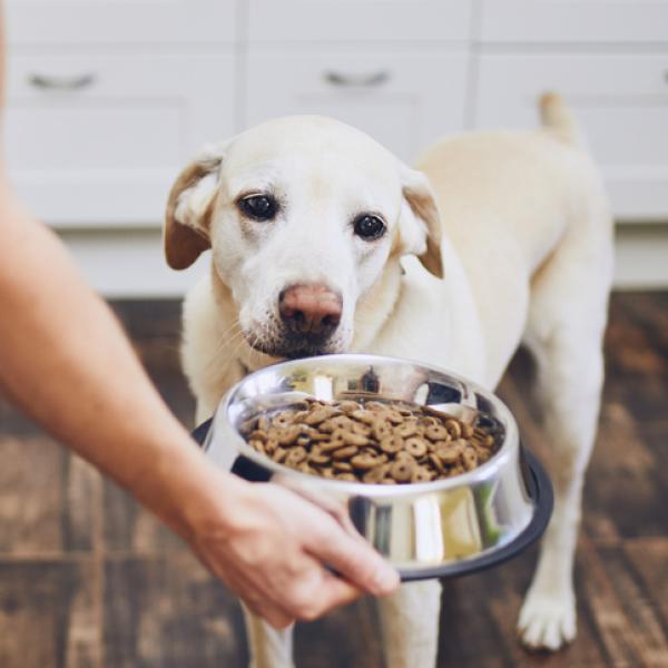 cómo se ablanda la comida para cachorros