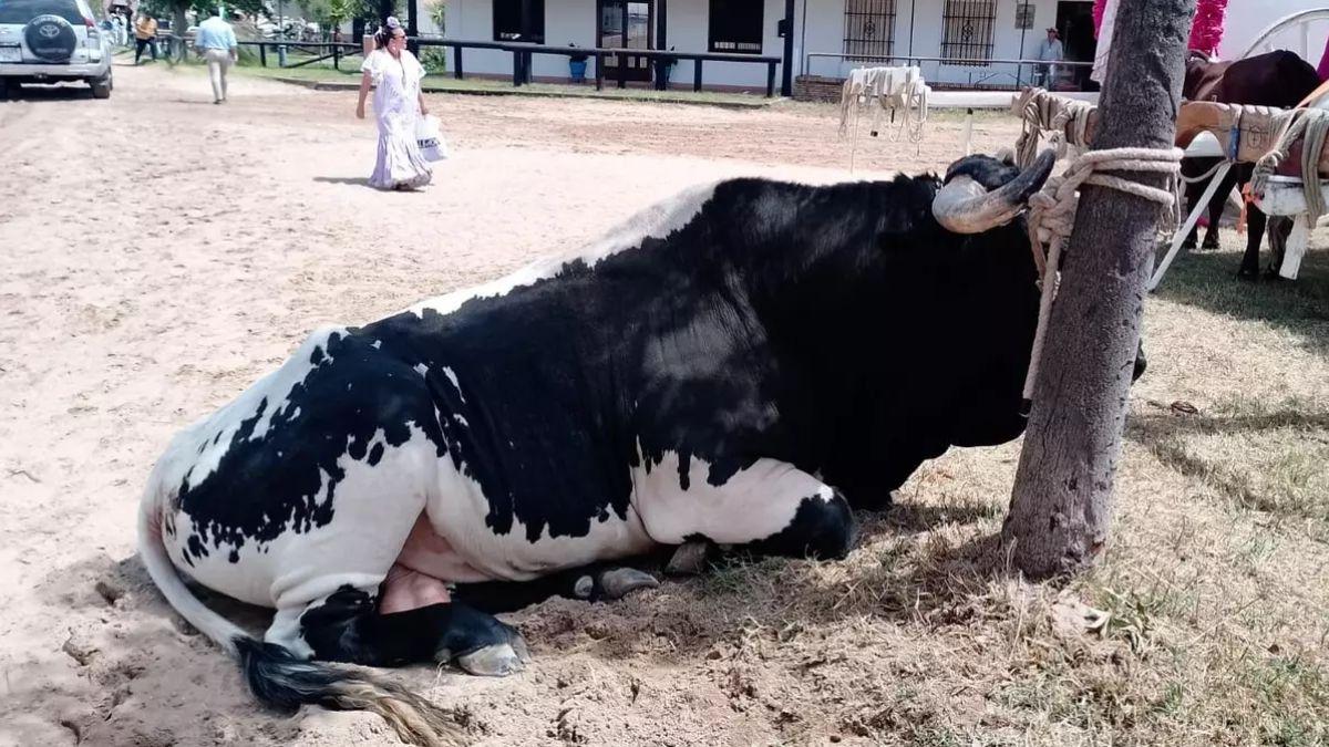 Las muertes de animales en El Rocío rozan sus peores cifras históricas
