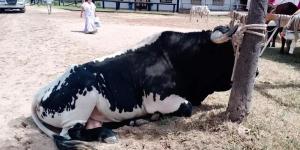 Las muertes de animales en El Rocío rozan sus peores cifras históricas