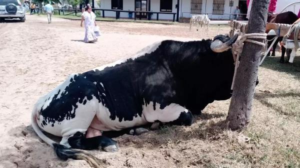 Las muertes de animales en El Rocío rozan sus peores cifras históricas