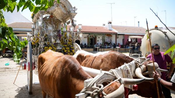 Las muertes de animales en El Rocío rozan sus peores cifras históricas - Más incidentes con animales durante la romería de El Rocío