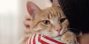 La ciencia lo confirma: los gatos detectan si sus dueños están tristes, estresados o enfadados, y eso les afecta emocionalmente