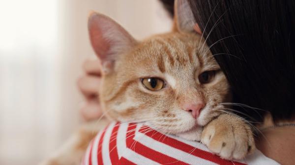 La ciencia lo confirma: los gatos detectan si sus dueños están tristes, estresados o enfadados, y eso les afecta emocionalmente