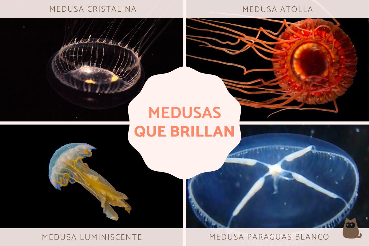 Medusas bioluminiscentes: tipos con fotos