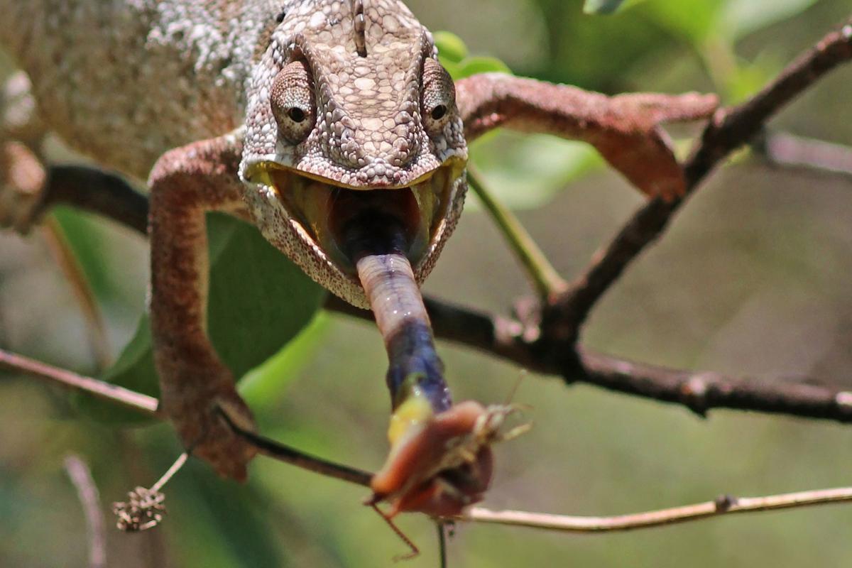 ¿Qué comen los camaleones?