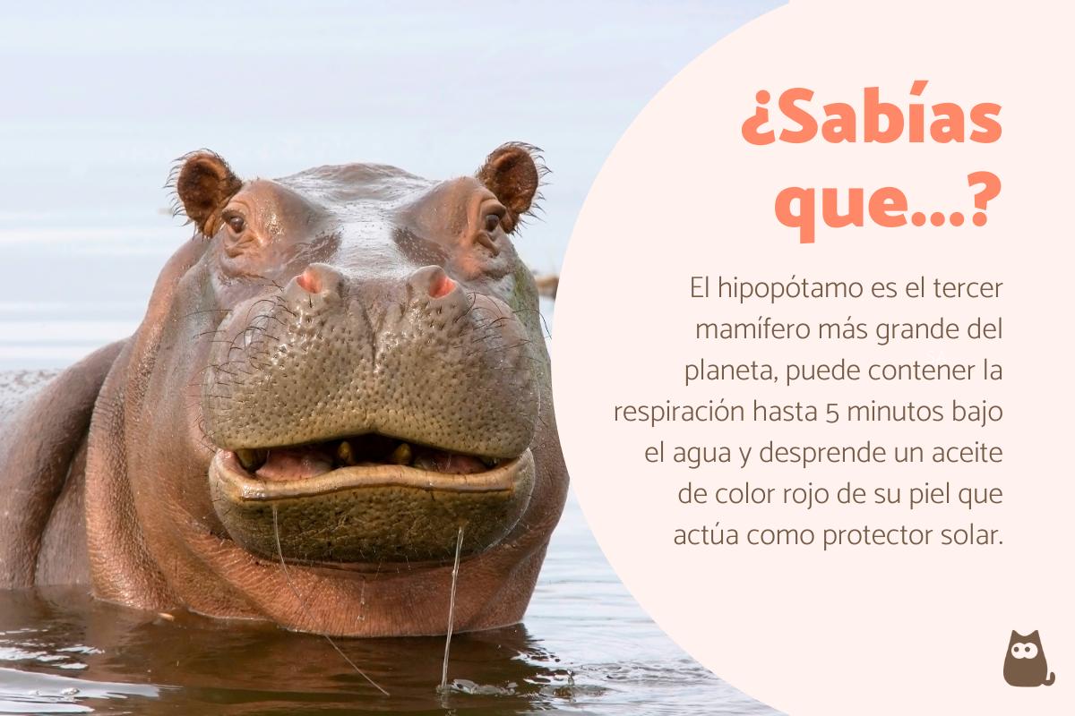 Curiosidades del hipopótamo