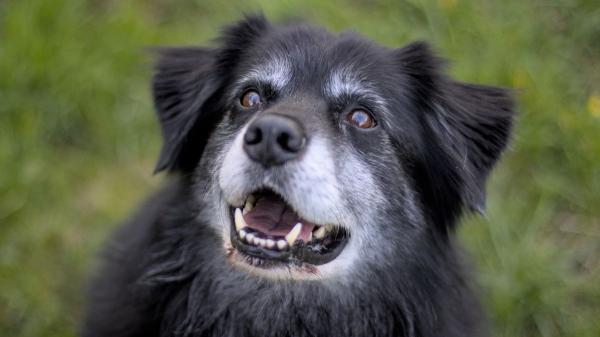 Un estudio alerta sobre los “perros invisibles”: los mayores siguen teniendo menos oportunidades de adopción - Menos energía, más estabilidad y carácter definido: por qué adoptar un perro mayor puede ser una gran decisión