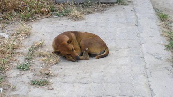 Un estudio alerta sobre los “perros invisibles”: los mayores siguen teniendo menos oportunidades de adopción - Un estudio alerta: las adopciones no bastan para compensar la llegada de animales a las protectoras