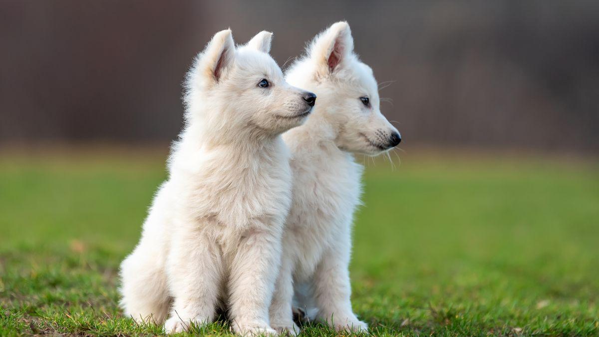 Un estudio alerta sobre los “perros invisibles”: los mayores siguen teniendo menos oportunidades de adopción