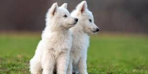 Un estudio alerta sobre los “perros invisibles”: los mayores siguen teniendo menos oportunidades de adopción