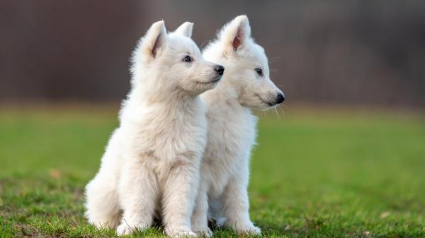 Un estudio alerta sobre los “perros invisibles”: los mayores siguen teniendo menos oportunidades de adopción