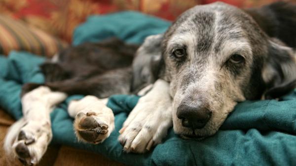 Un estudio alerta sobre los “perros invisibles”: los mayores siguen teniendo menos oportunidades de adopción - Un estudio revela el prejuicio que condena a muchos perros mayores a pasar más tiempo en protectoras