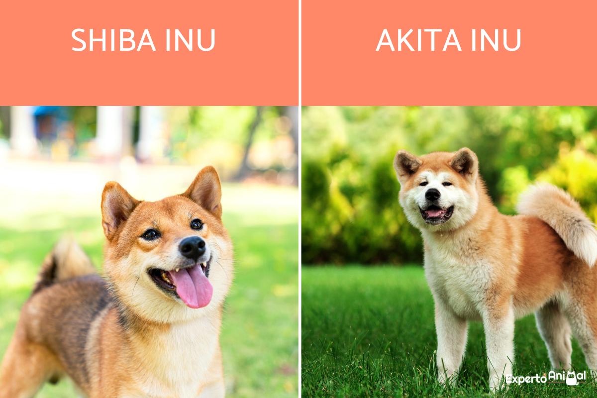 Diferencias entre shiba inu y akita inu