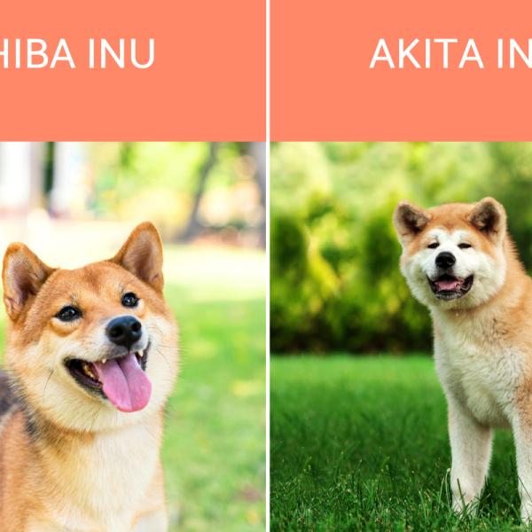 por qué los shiba inus son tan populares en japón