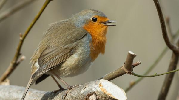 Si un petirrojo se acerca a tu casa o canta en tu jardín, te explicamos qué significa y por qué es una buena señal - El canto del petirrojo sirve como cortejo y para pelear por alimentos