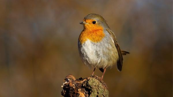 Si un petirrojo se acerca a tu casa o canta en tu jardín, te explicamos qué significa y por qué es una buena señal - La alimentación del petirrojo es positiva para el medioambiente