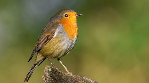 Si un petirrojo se acerca a tu casa o canta en tu jardín, te explicamos qué significa y por qué es una buena señal - No es que el petirrojo busque tu compañía: esta es la verdadera razón por la que se acerca a ti