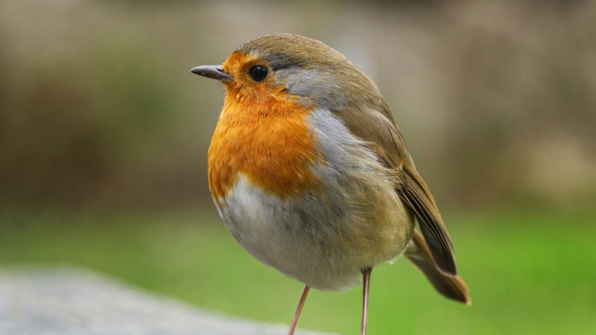 Si un petirrojo se acerca a tu casa o canta en tu jardín, te explicamos qué significa y por qué es una buena señal