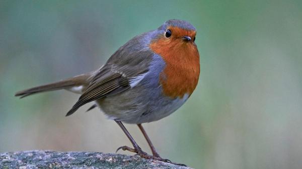 Si un petirrojo se acerca a tu casa o canta en tu jardín, te explicamos qué significa y por qué es una buena señal - Una especie territorial, pero muy beneficiosa