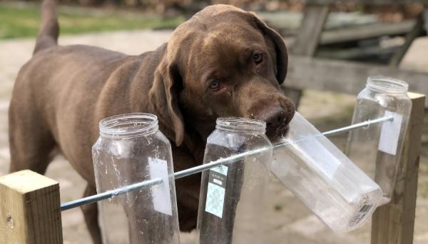 Juguetes Masticables Para Perros Juguetes Chirriantes Para Perros