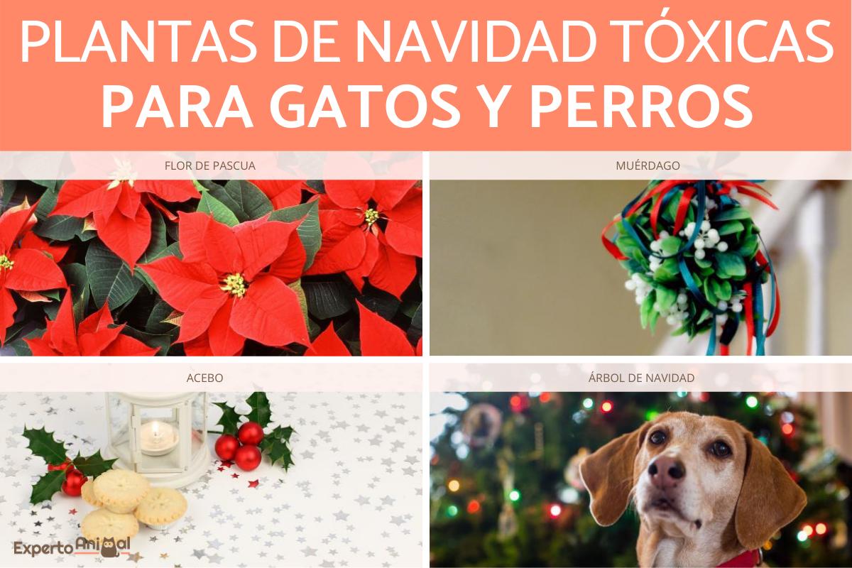 Plantas de Navidad tóxicas para gatos y perros