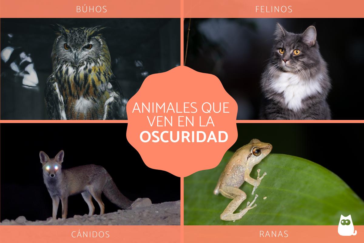 ¿Por qué algunos animales pueden ver en la oscuridad?