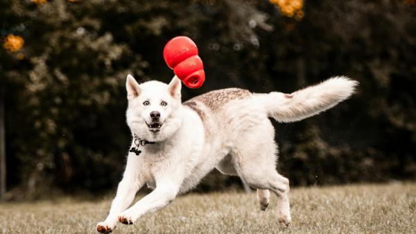 Estos son los tres ejercicios clave para perros nerviosos según Marta Sarasúa, etóloga canina: "Le ayudará a trabajar la calma" - El poder del olfato: un gran desconocido con grandes beneficios