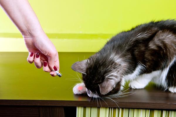 ¿Es bueno el láser para jugar con los gatos?