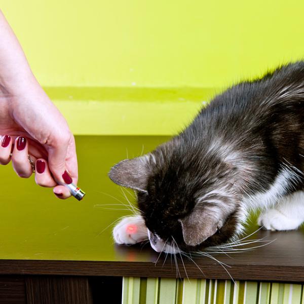es bueno el laser para jugar con los gatos 21785 600 square