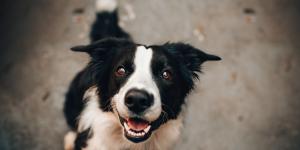 Estos son los tres ejercicios clave para perros nerviosos según Marta Sarasúa, etóloga canina: "Le ayudará a trabajar la calma"