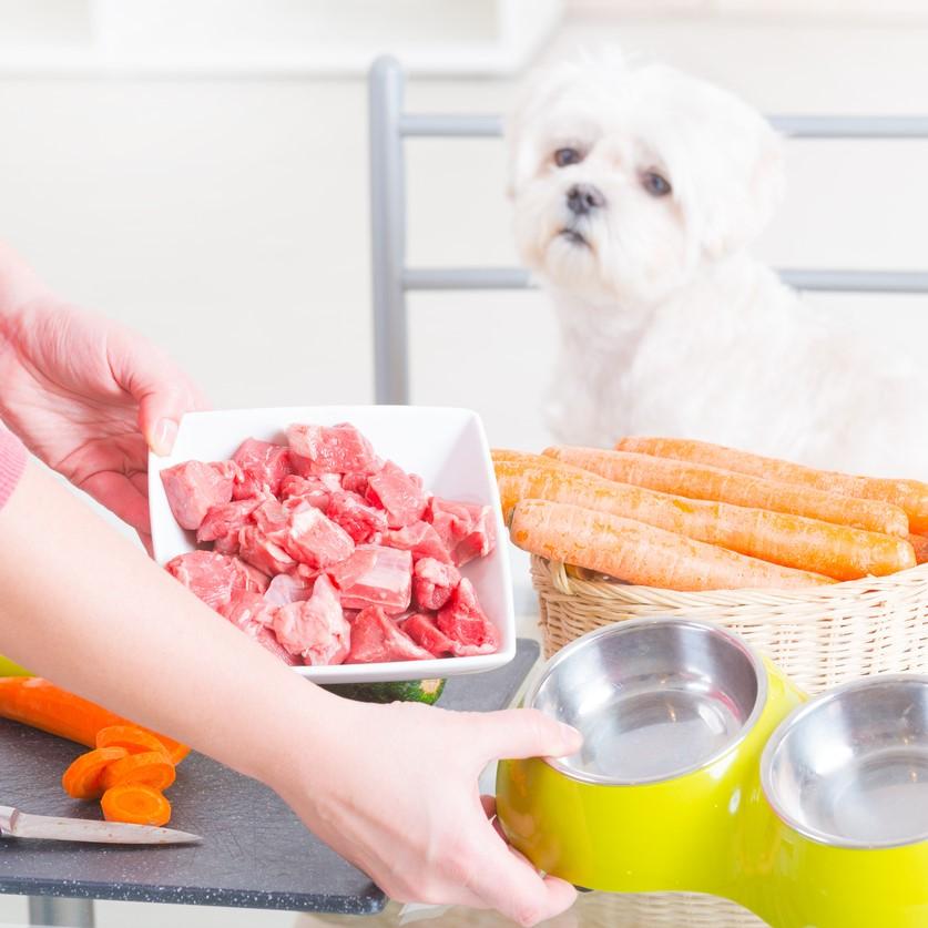 puede un perro sobrevivir sin comer carne