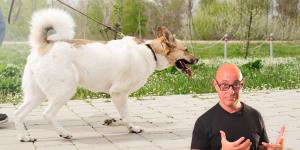 Manuel Balibrea, educador canino: “Cuando un perro ladra y se pone como loco al ver a otro no es por agresividad, es miedo o frustración, y tensar la correa solo lo empeora”