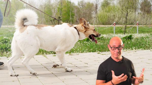 Manuel Balibrea, educador canino: “Cuando un perro ladra y se pone como loco al ver a otro no es por agresividad, es miedo o frustración, y tensar la correa solo lo empeora”
