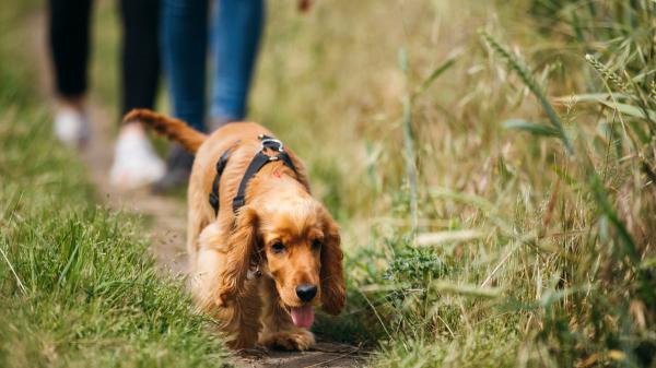 Estos son los tres ejercicios clave para perros nerviosos según Marta Sarasúa, etóloga canina: "Le ayudará a trabajar la calma" - Por qué no basta con “salir a caminar” si quieres calmar a tu perro