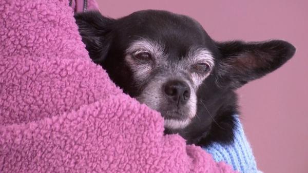 “He dejado mi herencia a mi perra”: el caso que ha reabierto el debate sobre testamentos y mascotas - El caso de Consuelo y Mulán: la herencia que ha sorprendido a todos