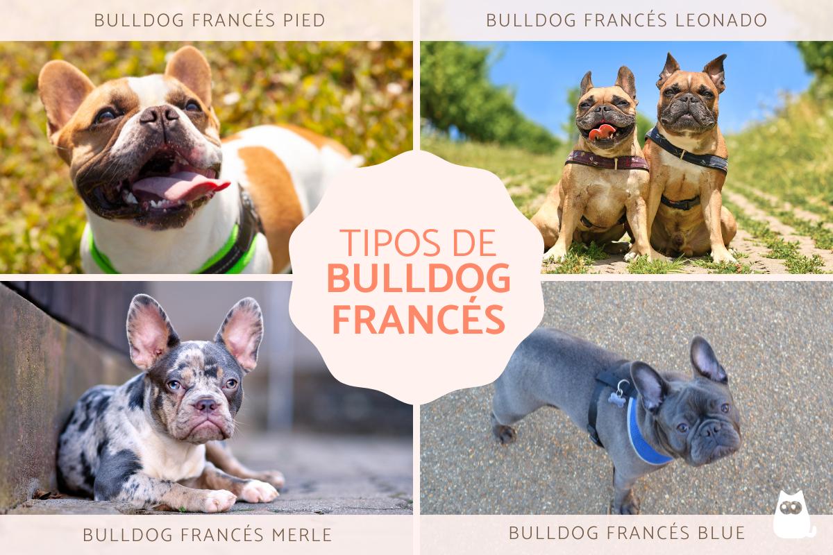 Tipos de bulldog francés