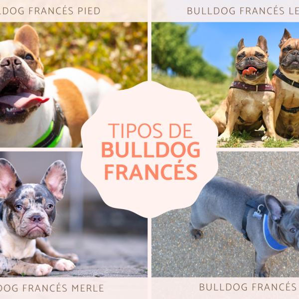 son raros los bulldogs franceses atigrados inversos