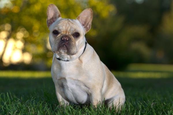 Tipos De Bulldog Franc s Lista Completa Con FOTOS Tipos De Bulldog Franc s Lista Completa Con FOTOS